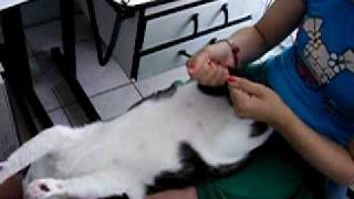 SHANTALA MASSAGEM PARA GATOS  SHANTALA MASSAGE FOR CATS [upl. by Dnarb]