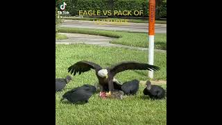 EAGLE VS PACK OF VULTURES [upl. by Tore]