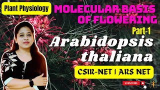 Flower Development in Arabidopsis 1 Flowering Genes CSIR NET  Floral Development in Arabidopsis [upl. by Vashtee]