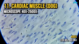 11 Cardiac Muscle Dog Microscope 40x2500x [upl. by Siradal]