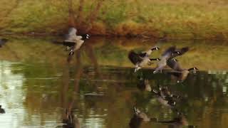 Geese in Flight to Stoneridge Lake [upl. by Ahsieat]