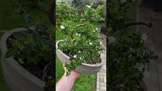 Pré Bonsai de Serissa Foetida Variegata  Caldas Bonsai caldasbonsai bonsai bonsaitree serissa [upl. by Arlen]