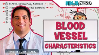 Cardiovascular  Blood Vessel Characteristics [upl. by Salesin986]