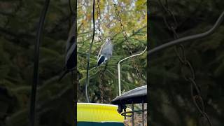 Redbreasted Nuthatch drops in for a drink birds naturelovers [upl. by Orran]