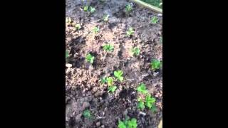 Mittleider raised bed Strawberries 75 Sawdust n 25 Sand soil [upl. by Devaney426]