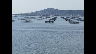 Malaïgue sur létang de Thau  100 des moules tuées un tiers des huîtres [upl. by Taryn256]