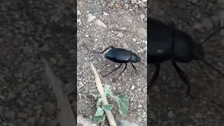 Darkling beetle 81 lunacounty darklingbeetle nature insects newmexico chihuahuandesert [upl. by Clayton303]