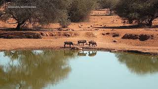 Mashatu Game Reserve  Ellies amp Warthogs WildEarth [upl. by Paske278]