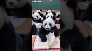 Pandas Cute and Curious Moments Exposed [upl. by Langille]