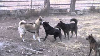 Shikoku Ken Kai Ken West Siberian Laika and Jindo [upl. by Esorlatsyrc]