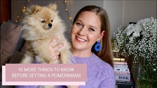 10 MORE things you should know before getting a Pomeranian Puppy  Katie KALANCHOE [upl. by Nicol]