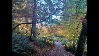 Washington park arboretum Seattle  autumn walk [upl. by Leesen]