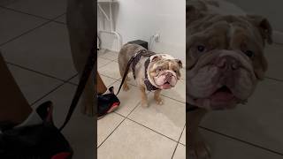 Look at this handsome fella merle english bulldog youtubeshorts doglover pet alwaysofficial [upl. by Lowney]