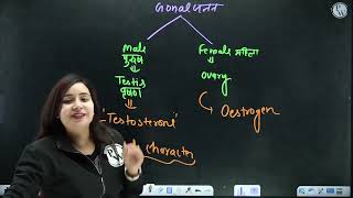 Excretory System Lecture 02 [upl. by Hafital]