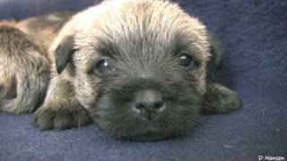 Cairn Terriers 4 Week Old Puppies in HD [upl. by Nash]