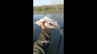 Street Fishing Tevere  vari momenti di pesca ottobrenovembre [upl. by Fabyola]