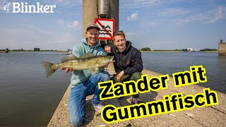 Zander und Barsch vom Ufer – Saisonstart in Holland [upl. by Theola]