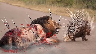 Hedgehog is too dangerous Hedgehog Vs Lion fight really strong [upl. by Patrick]