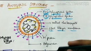 Mumps virus  Microbiology  Handwritten notes [upl. by Eilata129]