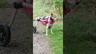 paralyzed dog gets a wheelchair [upl. by Ameline]