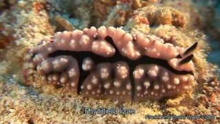 Nudibranches flatworms and slugs of Raja Ampat [upl. by Tiertza]