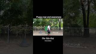 Puppy heeling foundation dogtrainer motivation dogwhisperer puppy dogobedience [upl. by Demp]