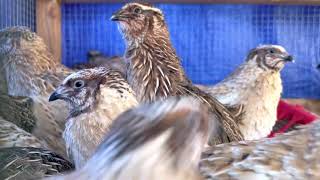 Coturnix Quail Male Calls and Sounds [upl. by Mccready969]