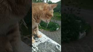 Time Machine Cats  Longest Daily Cats Story [upl. by Haerr]