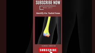 identify the radial fossa 3d radialfossa medicalquiz anatomyquiz neetpgpreparation humerus [upl. by Suhail]