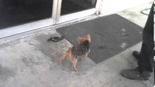 Yorkshire Terrier Yorkie vs Black Racer SnakeAnimal vs AnimalAnimal Fight Club Chanel Bridget [upl. by Yelnek]