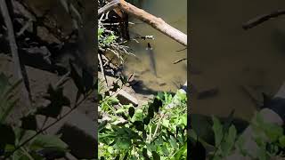 Really big gar in the kaskaskia river [upl. by Joashus]