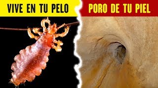 20 IMÁGENES MICROSCÓPICAS REALES IMPRESIONANTES [upl. by Nuahsel]