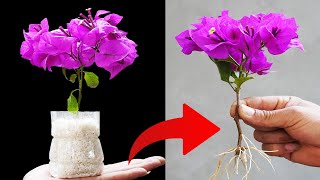 CREATE a FLOWER FOREST from a SINGLE Bougainvillea Branch in RECORD TIME [upl. by Weinstock]