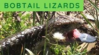 Bobtail Lizards Shinglebacks extraordinary Australian lizard [upl. by Airolg]