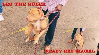 REDBOY JOCKO PITBULLS RECEIVE A VISIT [upl. by Bancroft470]