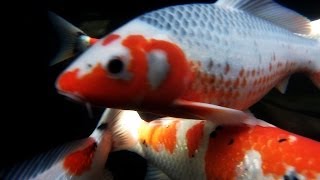 Asagi And Shusui Koi Types Tutorial [upl. by Emiaj]