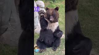 bear friendly t フレンドリーなクマ 친절한 곰 urso amigável الدب ودية oso amigable viralvideo shorts [upl. by Bahr534]