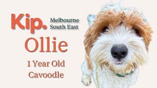 Ollie  Cavoodle  October 24 [upl. by Meekahs]