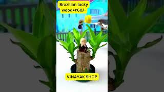 Brazilian lucky woodgoodthing healthylifestyle trendingshorts tree newvideo [upl. by Lauer39]