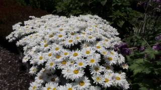 WHOOPSADAISY LEUCANTHEMUM SHASTA DAISY  wwwgardencrossingscom [upl. by Starling]