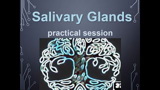 Salivary glandsHistology practicalIntroduction [upl. by Nyledam970]