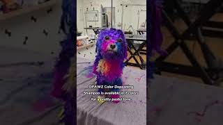 Cotton Candy Dog Grooming with OPAWZ Color Depositing Safe Dog Shampoo opawz creativegrooming [upl. by Alrep]