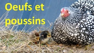 Une aventure doeufs et de poussins [upl. by Bjorn]