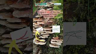 Classification  Living Organisms  Fungi  IGCSE Biology 0610 igcsebiology biology [upl. by Illil173]