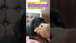 Muzzle Conditioning dog rottweiler positivedogtrainer doglover dogtraining dogbehaviourist [upl. by Soni]