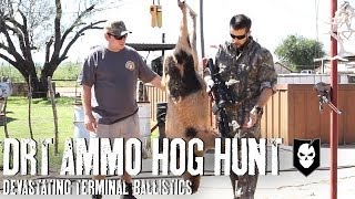 Hog Hunting with DRT Ammo and Devastating Terminal Ballistics [upl. by Lleinad]