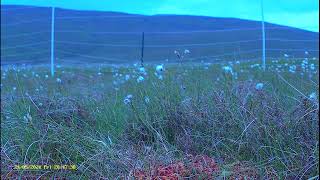 Ysbyty Ifan Curlew☀️240524 [upl. by Denver]