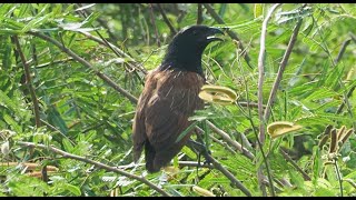 1130728 The lesser coucal was found at HsiTsu suburb [upl. by Kalle]