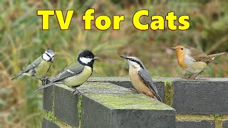 Cat Games  Birds for Cat to Watch on The Wall [upl. by Ellehcor]