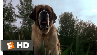 Cujo 1983  Movie Review [upl. by Enovaj]